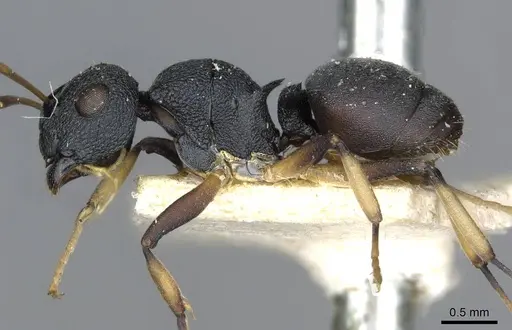 Polyrhachis wroughtonii specimen CASENT0910854 image casent0910854_4