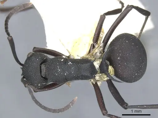 Polyrhachis xanthippe specimen CASENT0903385 image casent0903385_1