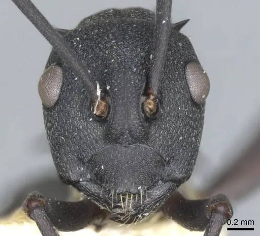 Polyrhachis xanthippe specimen CASENT0903385 image casent0903385_2