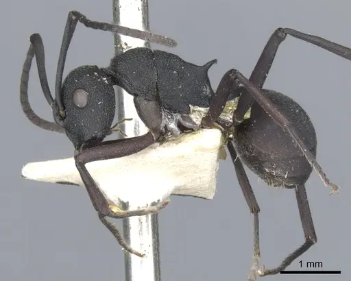 Polyrhachis xanthippe specimen CASENT0903385 image casent0903385_3