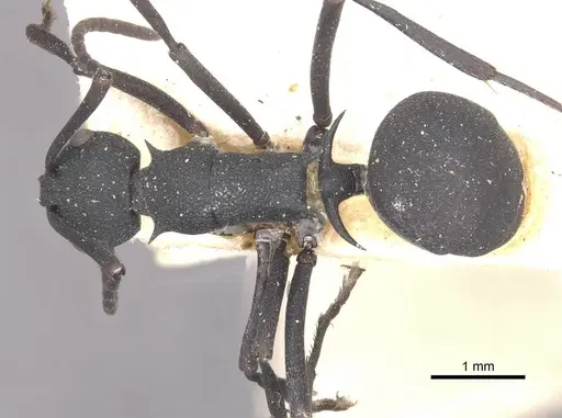 Polyrhachis xanthippe specimen CASENT0910900 image casent0910900_1