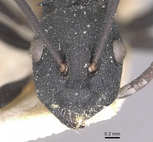 Polyrhachis xanthippe specimen CASENT0910900 image casent0910900_2