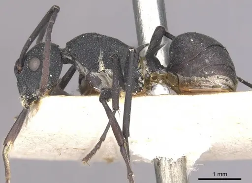 Polyrhachis xanthippe specimen CASENT0910900 image casent0910900_3