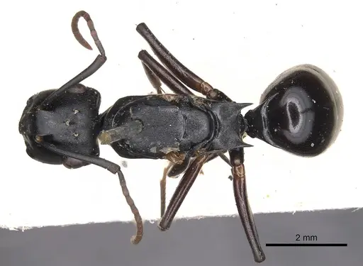 Polyrhachis xiphias specimen CASENT0901819 image casent0901819_1