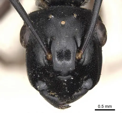 Polyrhachis xiphias specimen CASENT0901819 image casent0901819_2