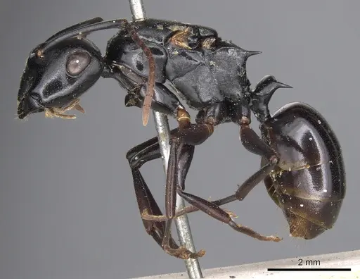 Polyrhachis xiphias specimen CASENT0901819 image casent0901819_3
