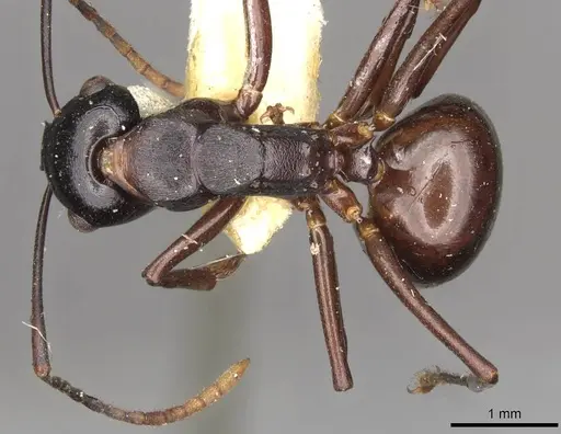Polyrhachis yarrabahensis specimen CASENT0910785 image casent0910785_1