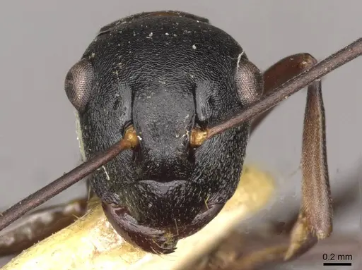 Polyrhachis yarrabahensis specimen CASENT0910785 image casent0910785_2