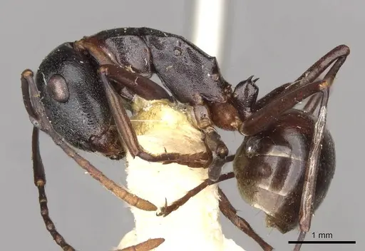 Polyrhachis yarrabahensis specimen CASENT0910785 image casent0910785_3