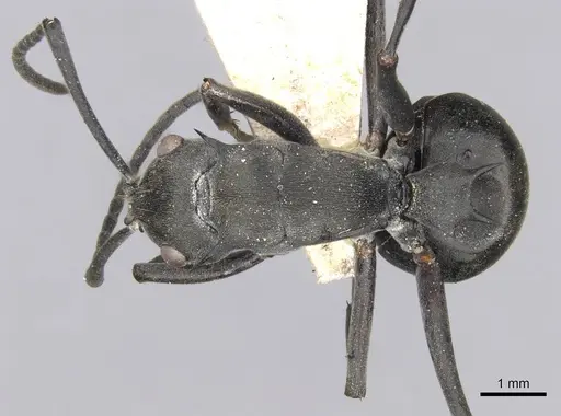 Polyrhachis yerburyi specimen CASENT0906812 image casent0906812_1