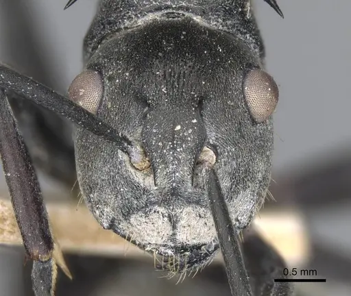 Polyrhachis yerburyi specimen CASENT0906812 image casent0906812_2