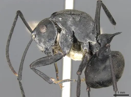 Polyrhachis yerburyi specimen CASENT0906812 image casent0906812_3