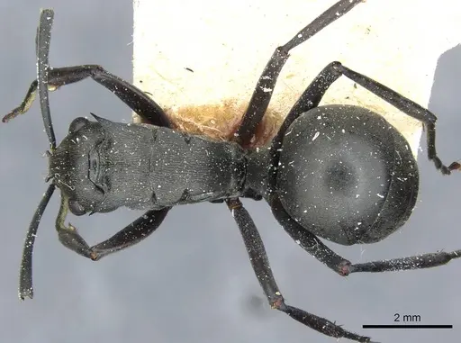 Polyrhachis yerburyi specimen CASENT0910933 image casent0910933_1