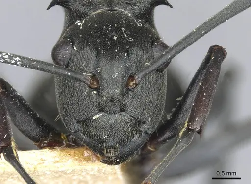 Polyrhachis yerburyi specimen CASENT0910933 image casent0910933_2