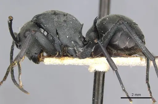 Polyrhachis yerburyi specimen CASENT0910933 image casent0910933_3