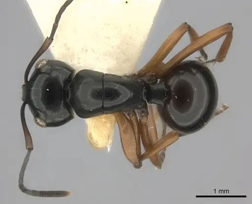 Polyrhachis yorkana specimen CASENT0217810 image casent0217810_1