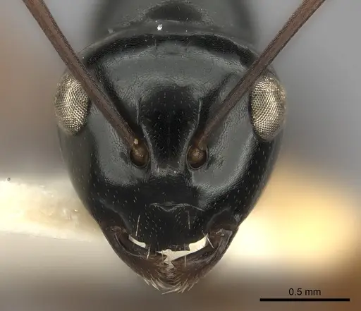 Polyrhachis yorkana specimen CASENT0217810 image casent0217810_2