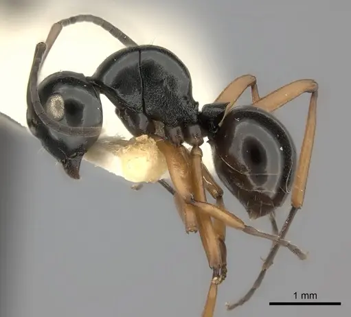 Polyrhachis yorkana specimen CASENT0217810 image casent0217810_3