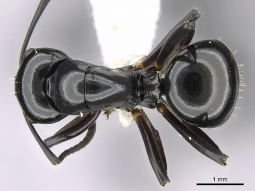 Polyrhachis yorkana specimen CASENT0281365 image casent0281365_1