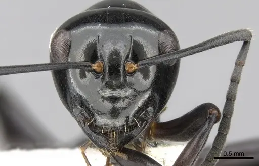 Polyrhachis yorkana specimen CASENT0281365 image casent0281365_2