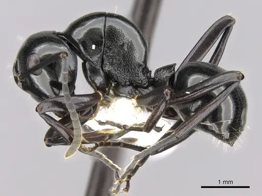 Polyrhachis yorkana specimen CASENT0281365 image casent0281365_3