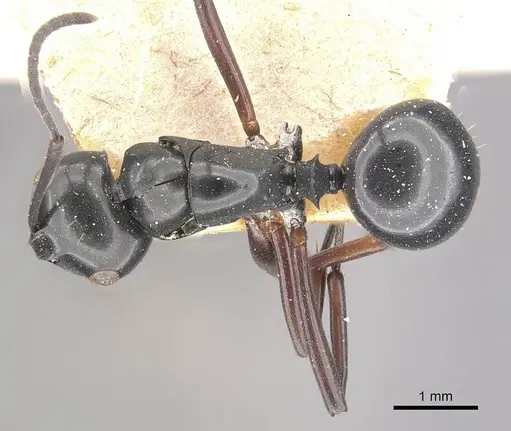 Polyrhachis yorkana specimen CASENT0910963 image casent0910963_1