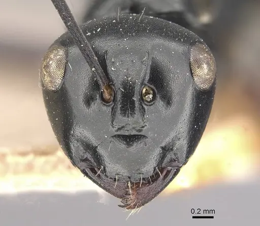 Polyrhachis yorkana specimen CASENT0910963 image casent0910963_2