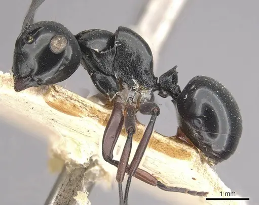 Polyrhachis yorkana specimen CASENT0910963 image casent0910963_3