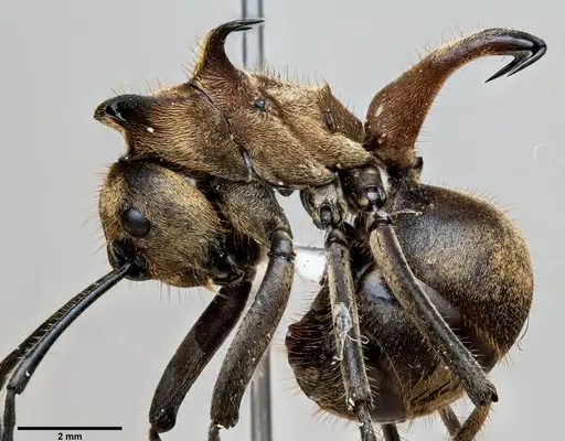 Polyrhachis ypsilon specimen ANTWEB1060646 image antweb1060646_2