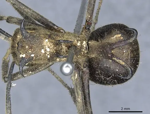 Polyrhachis ypsilon specimen CASENT0905548 image casent0905548_1