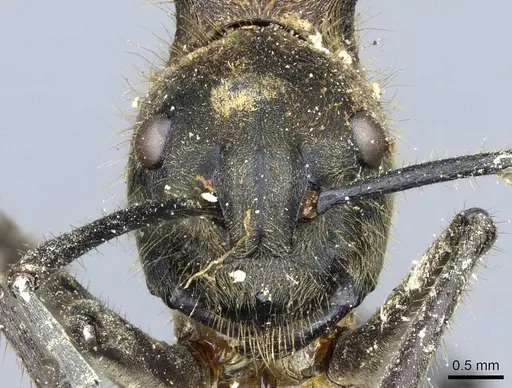 Polyrhachis ypsilon specimen CASENT0905548 image casent0905548_2