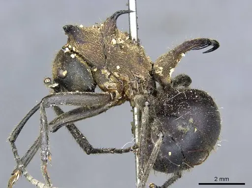 Polyrhachis ypsilon specimen CASENT0905548 image casent0905548_3