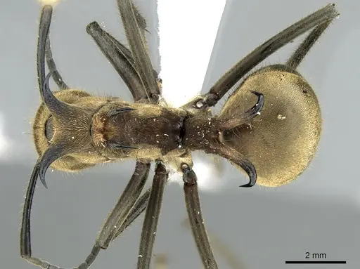 Polyrhachis ypsilon specimen CASENT0906320 image casent0906320_1