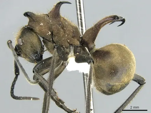 Polyrhachis ypsilon specimen CASENT0906320 image casent0906320_3