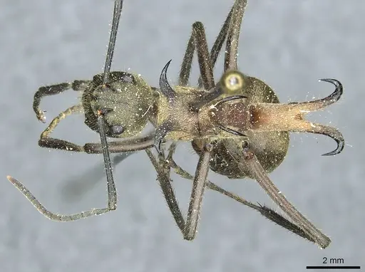 Polyrhachis ypsilon specimen CASENT0912166 image casent0912166_1