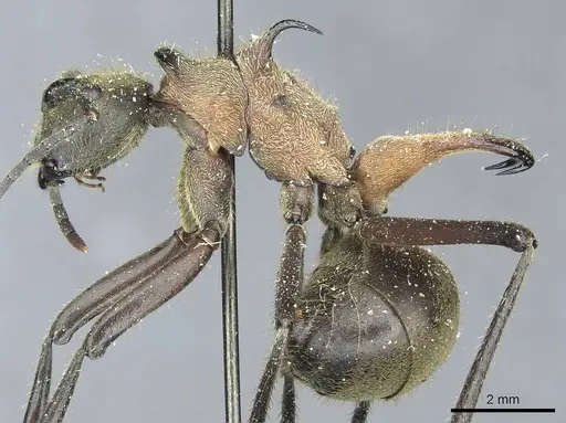 Polyrhachis ypsilon specimen CASENT0912166 image casent0912166_3