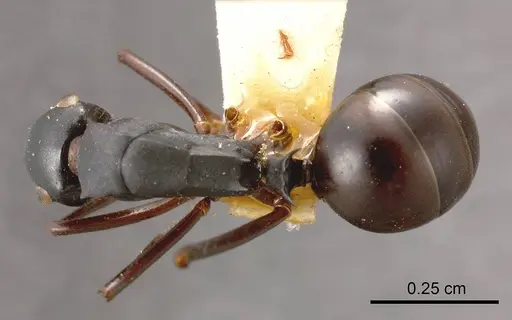 Polyrhachis zimmerae specimen ANTWEB1008267 image antweb1008267_1