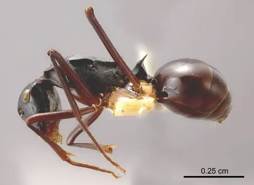 Polyrhachis zimmerae specimen ANTWEB1008267 image antweb1008267_2
