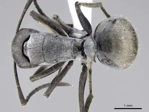 Polyrhachis zopyra specimen CASENT0248773 image casent0248773_1