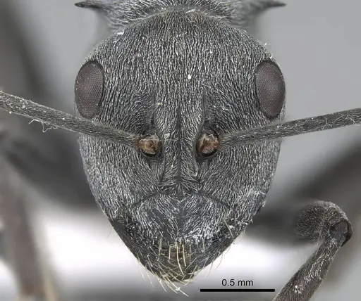 Polyrhachis zopyra specimen CASENT0248773 image casent0248773_2