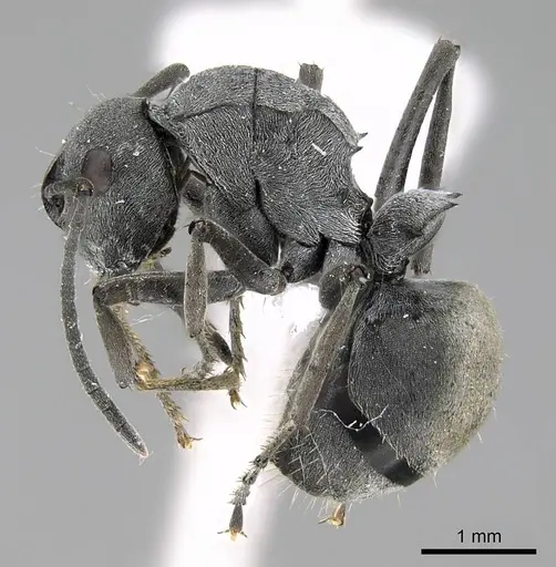 Polyrhachis zopyra specimen CASENT0248773 image casent0248773_3