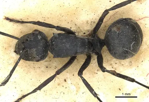 Polyrhachis zopyra specimen CASENT0901875 image casent0901875_1
