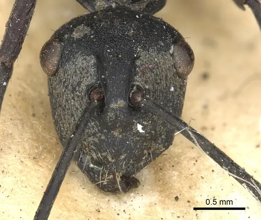 Polyrhachis zopyra specimen CASENT0901875 image casent0901875_2