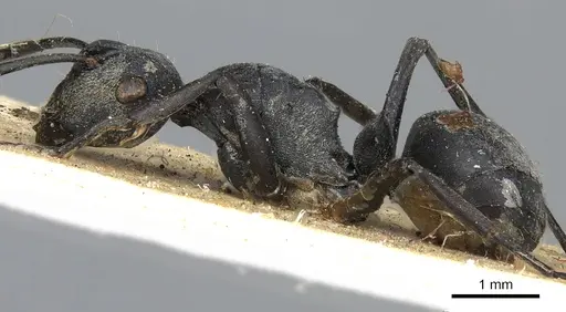 Polyrhachis zopyra specimen CASENT0901875 image casent0901875_3
