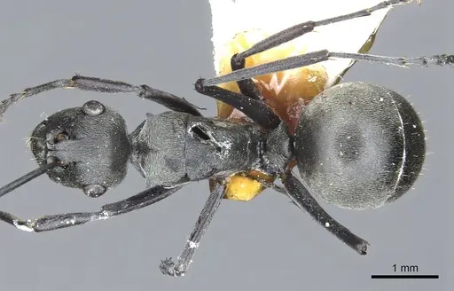 Polyrhachis zopyra specimen CASENT0903432 image casent0903432_1