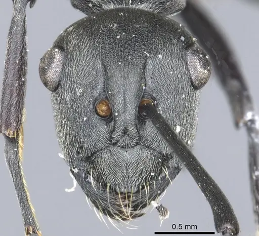 Polyrhachis zopyra specimen CASENT0903432 image casent0903432_2