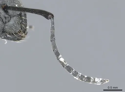 Polyrhachis zopyra specimen CASENT0903432 image casent0903432_3