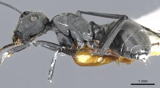 Polyrhachis zopyra specimen CASENT0903432 image casent0903432_4