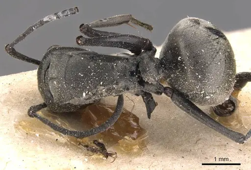 Polyrhachis zopyra specimen CASENT0905572 image casent0905572_1