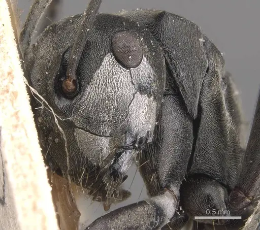 Polyrhachis zopyra specimen CASENT0905572 image casent0905572_2